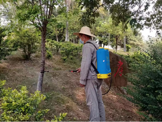 进行白蚁防治 进行白蚁防治